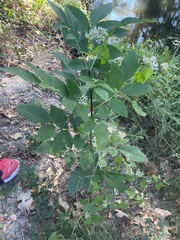 Carya texana