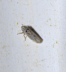 Arocephalus longiceps