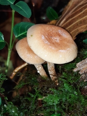 Hypholoma capnoides