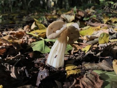 Helvella crispa
