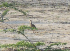 Ortygornis pondicerianus