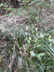 Clematis cunninghamii