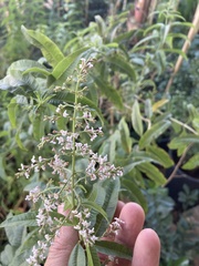 Aloysia