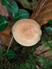 Hypholoma capnoides