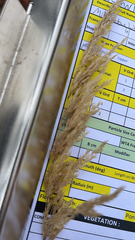 Calamagrostis epigejos