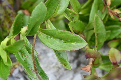 Veronica morrisonicola