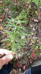 Equisetum sylvaticum