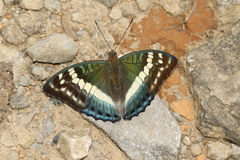 Euthalia franciae