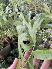 Aloysia