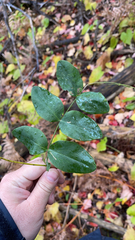 Lathyrus ochroleucus