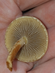Hypholoma capnoides