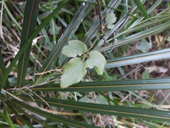 Clematis cunninghamii
