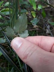 Clematis cunninghamii
