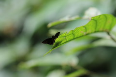 Ancistroides nigrita