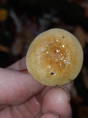 Hypholoma capnoides