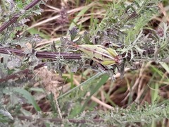 Sphenarium purpurascens