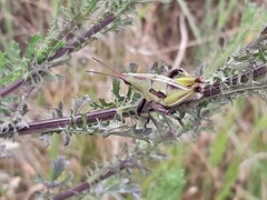 Sphenarium purpurascens