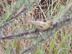 Sphenarium purpurascens