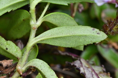 Veronica morrisonicola