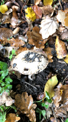 Amanita novinupta