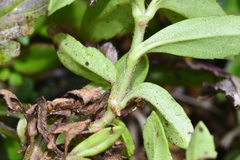 Veronica morrisonicola