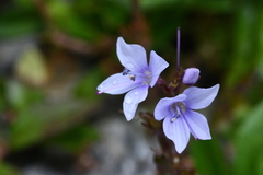 Veronica morrisonicola