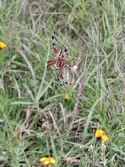 Neoscona oaxacensis