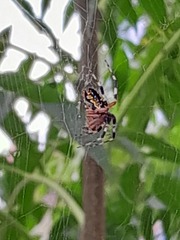 Neoscona oaxacensis