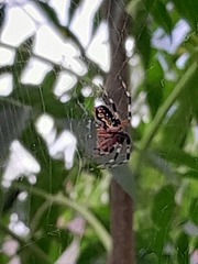 Neoscona oaxacensis