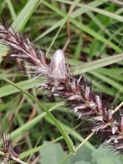 Oebalus
