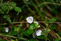 Veronica oligosperma