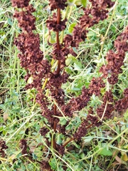 Rumex stenophyllus