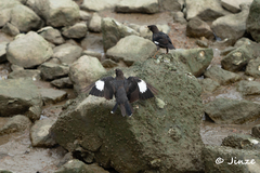 Acridotheres cristatellus