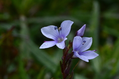 Veronica morrisonicola