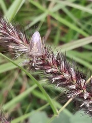 Oebalus