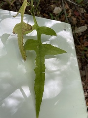 Lactuca floridana