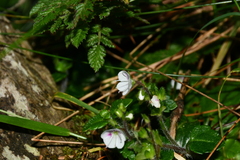 Veronica oligosperma