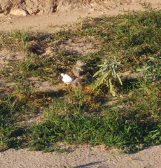 Xerospermophilus spilosoma