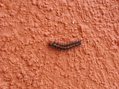 Lepidoptera