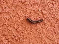 Lepidoptera