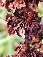 Rumex stenophyllus