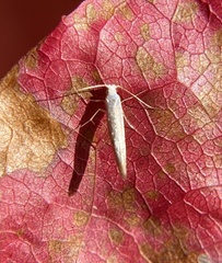 Argyresthia subreticulata