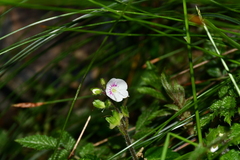 Veronica oligosperma