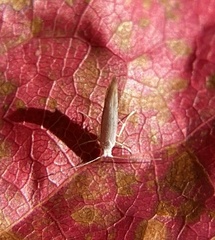 Argyresthia subreticulata