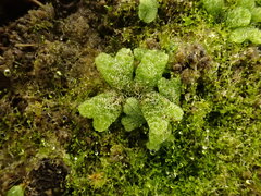 Riccia cavernosa