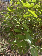 Callicarpa americana