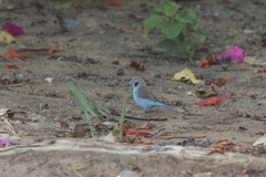 Uraeginthus bengalus