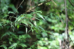 Abisara fylla