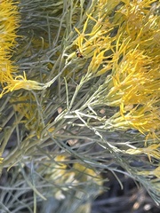 Paranapiacaba tricincta