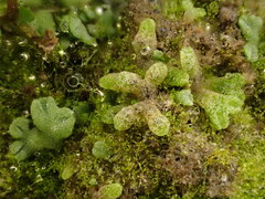 Riccia cavernosa